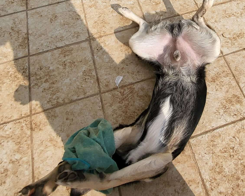 Vuoi adottare un cane a Bari?