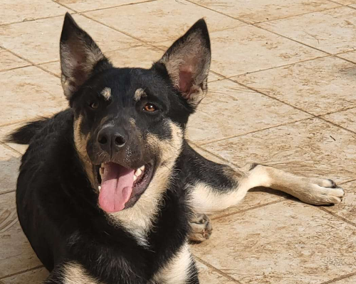 Adotta il cane Pablo a Bari