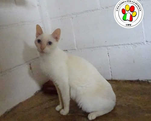 Adozione gatto, femmina, meticcio, 3 anni e 8 mesi, taglia non valida, Como
