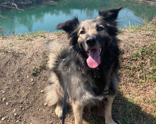 Vuoi adottare un cane a Monza?