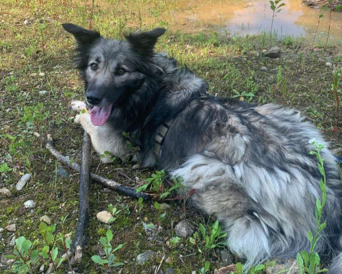 Adotta un cane, taglia grande, femmina, Monza