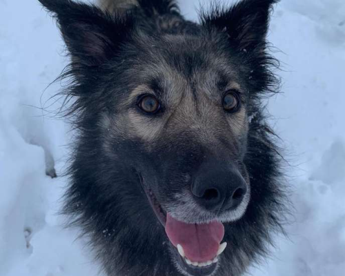Adotta un cane, femmina, 8 anni  e 3 mesi , Monza