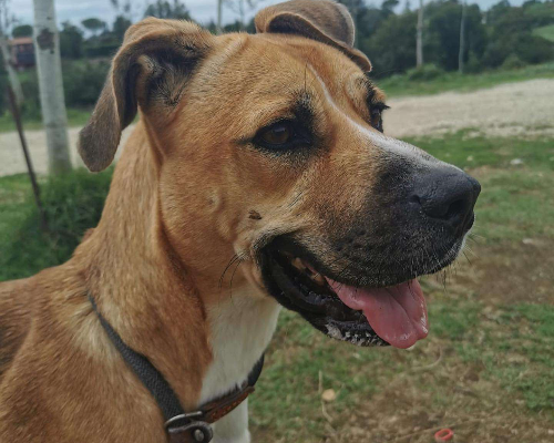 Adozione cane, femmina, meticcio, 5 anni  e 7 mesi , taglia media, Roma