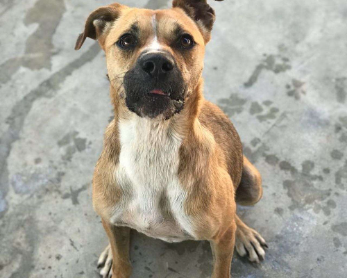 Adotta un cane, femmina, 5 anni  e 7 mesi , Roma
