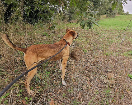 Adotta un cane, taglia media, femmina, Roma