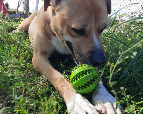 Vuoi adottare un cane a Roma?