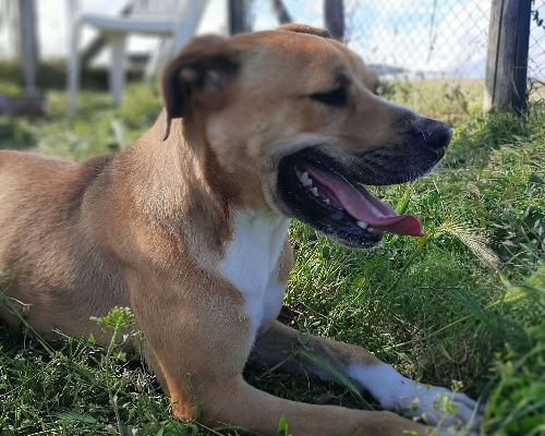 Adotta il cane Cindy a Roma