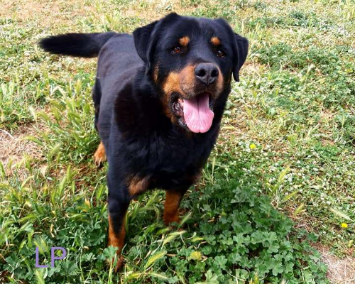 Adotta un cane, maschio, 6 anni  e 5 mesi , Roma
