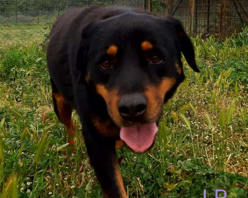 Adotta un cane, taglia grande, maschio, Roma