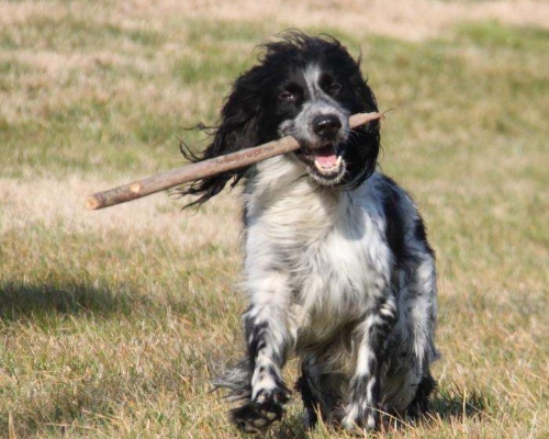 Adotta un cane, maschio, 11 anni e 4 mesi, Milano