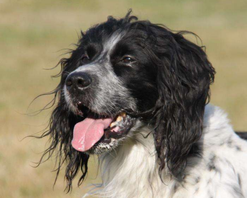 Adozione cane, maschio, Setter Inglese, 11 anni e 4 mesi, taglia media, Milano
