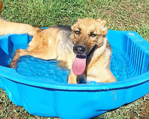 Adotta un cane, femmina, 6 anni  e 7 mesi , Latina