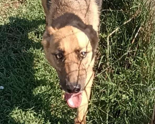 Adotta un cane, taglia media, femmina, Latina
