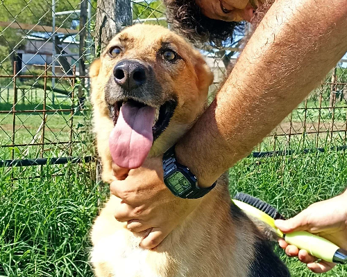 Vuoi adottare un cane a Latina?