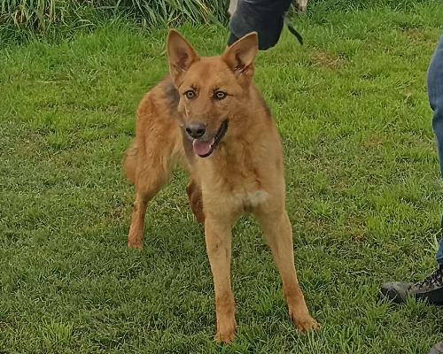 Adotta il cane PIPER a Latina