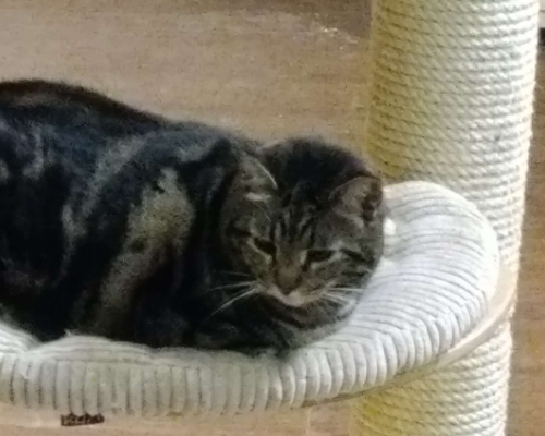 Adotta un gatto, taglia non valida, maschio, Milano