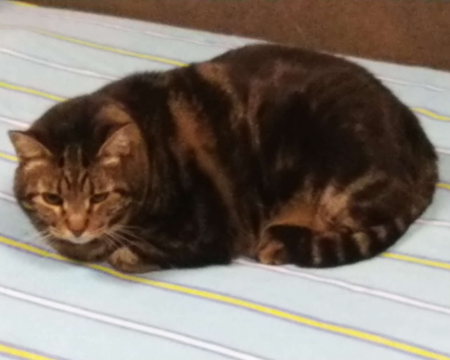 Adotta il gatto Brian a Milano