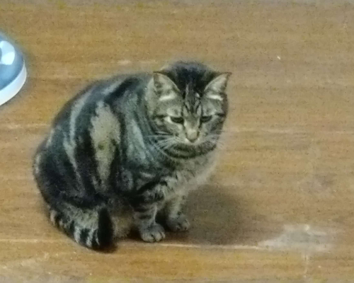 Adozione gatto, maschio, meticcio, 10 anni  e 10 mesi , taglia non valida, Milano