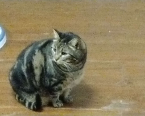 Adotta un gatto, maschio, 10 anni  e 10 mesi , Milano