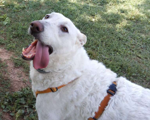 Adotta un cane, maschio, 8 anni  e 7 mesi , Monza