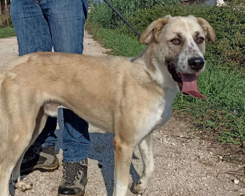 Adotta il cane Ercole a Latina