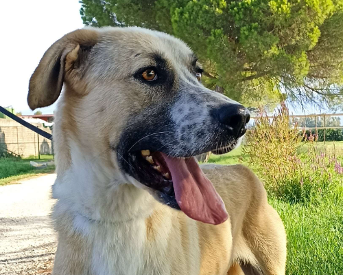 Adotta un cane, taglia gigante, maschio, Latina