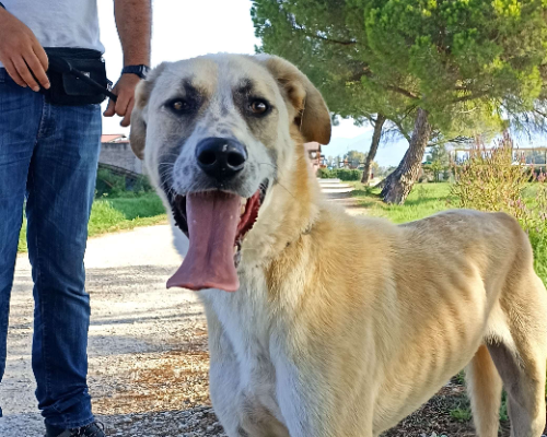 Vuoi adottare un cane a Latina?