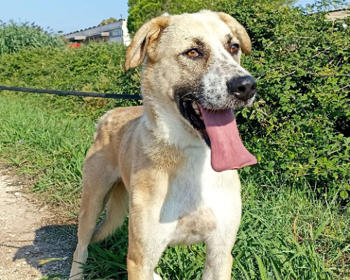 Adozione cane, maschio, meticcio, 6 anni  e 6 mesi , taglia gigante, Latina