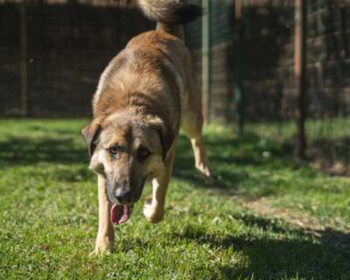 Adotta un cane, maschio, 6 anni  e 4 mesi , Milano
