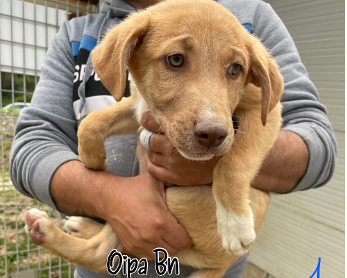 Adozione cane, maschio, meticcio, 3 anni e 1 mese, taglia media, Genova