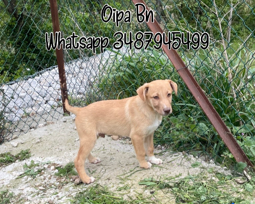 Adotta un cane, maschio, 3 anni e 1 mese, Genova