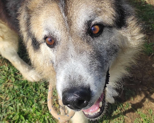 Adotta un cane, maschio, 12 anni  e 4 mesi , Viterbo