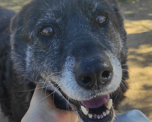 Adozione cane, femmina, meticcio, 12 anni  e 2 mesi , taglia media, Viterbo