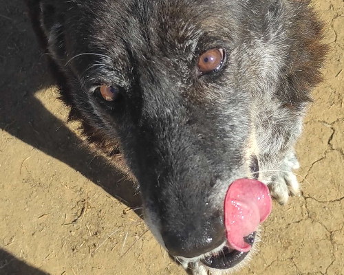 Vuoi adottare un cane a Viterbo?