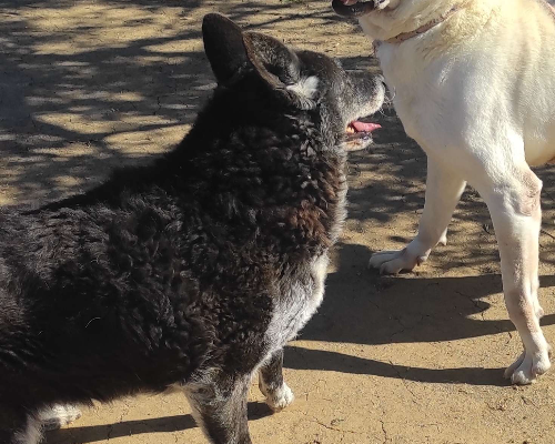 Adotta un cane, taglia media, femmina, Viterbo