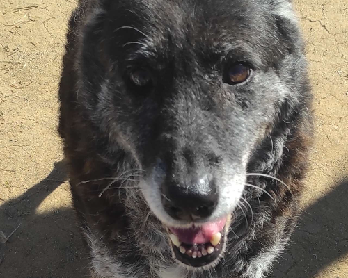 Adotta un cane, femmina, 12 anni  e 2 mesi , Viterbo