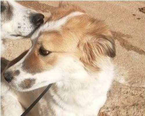 Vuoi adottare un cane a Milano?