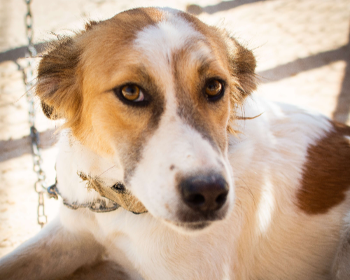 Adotta un cane, taglia media, femmina, Milano