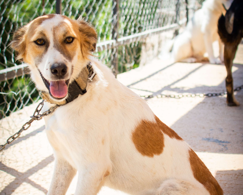 Adozione cane, femmina, meticcio, 4 anni e 11 mesi, taglia media, Milano