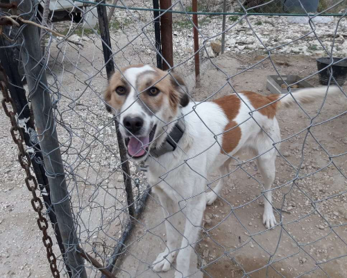 Adotta il cane NIXI a Milano