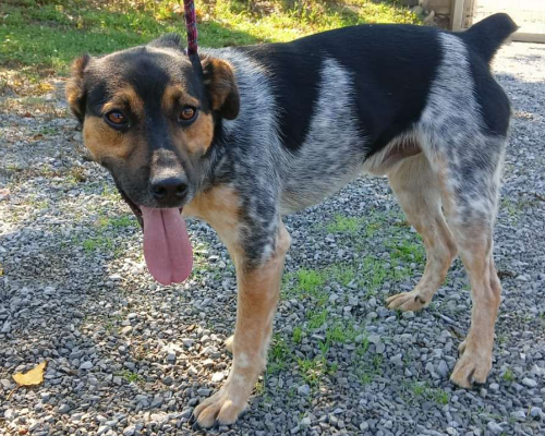 Adotta il cane Dante a Potenza