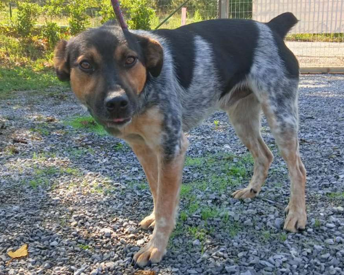 Vuoi adottare un cane a Potenza?