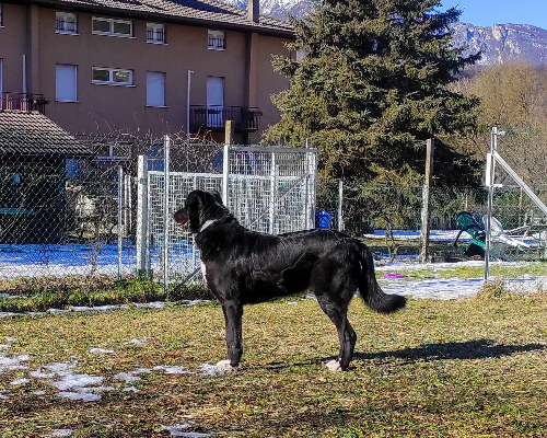 Vuoi adottare un cane a Trento?