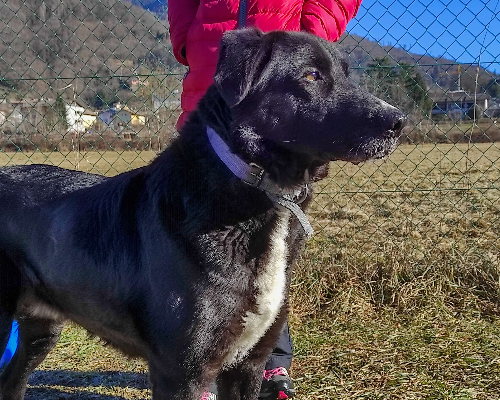 Adotta un cane, maschio, 6 anni  e 8 mesi , Trento
