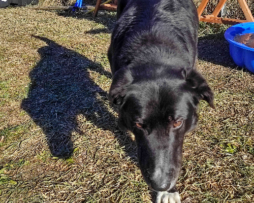 Adotta un cane, taglia gigante, maschio, Trento