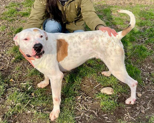 Adozione cane, maschio, Dogo Argentino American Staffordshire Terrier, 5 anni e 2 mesi, taglia grande, Pavia