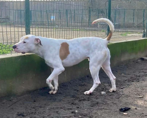 Vuoi adottare un cane a Pavia?