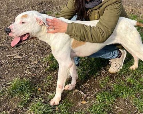 Adotta un cane, maschio, 5 anni e 2 mesi, Pavia