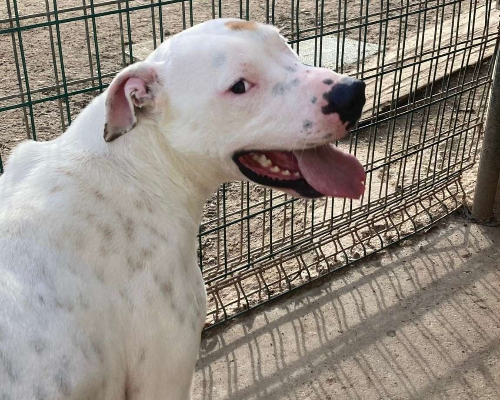 Adotta un cane, taglia grande, maschio, Pavia