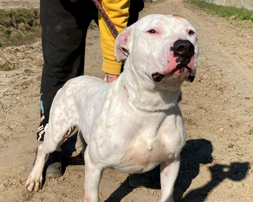 Adotta il cane TOGO a Pavia